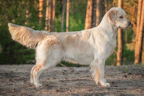 Meet the Golden Retriever!