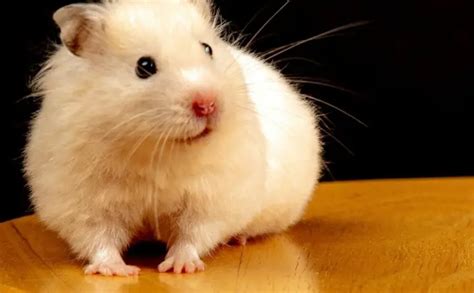 Why Do Hamsters Put Food In Their Cheeks Explained Atractivopets