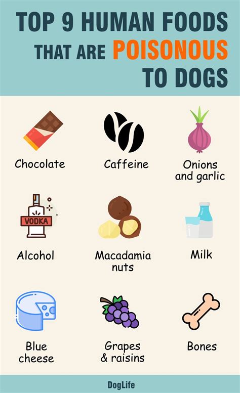 Foods Poisonous To Dogs Printable Printable Calendars At A Glance