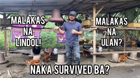 NAKA SURVIVE BA ANG MANUKAN NATIN SA MALAKAS NA LINDOL AT ULAN YouTube