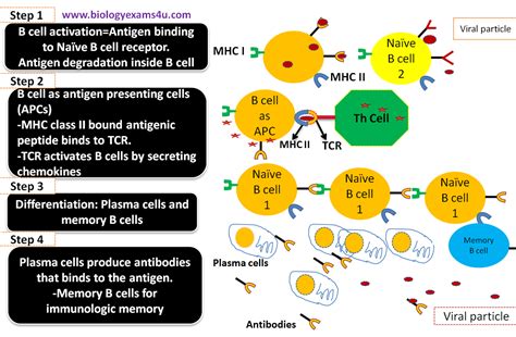 Discover The Essential Role Of Antigen Presenting Cells In Immunology