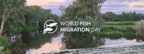 World Fish Migration Day Fish Fiesta Dubbo Nsw Ozfish Unlimited