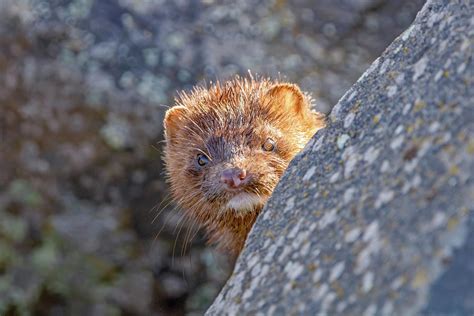 Adorable Mink Photograph By Laurel Gale Fine Art America