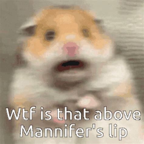 Hamster Scared GIF - Hamster Scared Shocked - Discover & Share GIFs