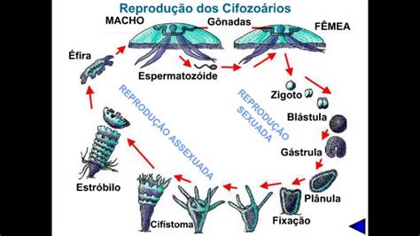 Ciclo De Vida Do Cifozoário Aurelia Sistema Coc De Educação E Comunicação Youtube