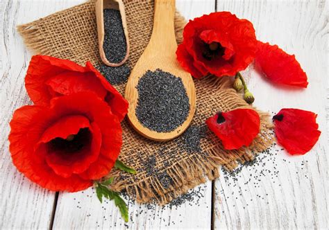 Poppy seeds and flowers 5937313 Stock Photo at Vecteezy