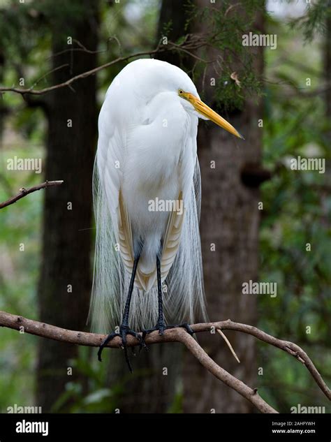 Gran Garceta Blanca pájaro posado mostrando plumaje blanco pico