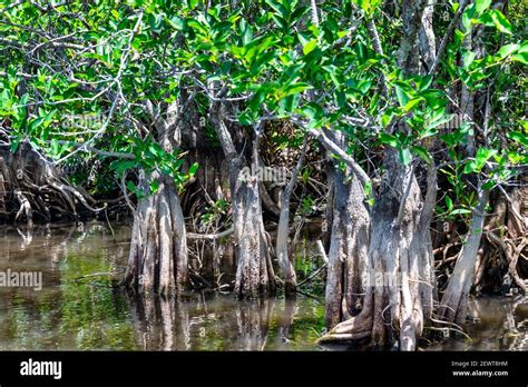 Mangrove Swamps Habitat Fotos Und Bildmaterial In Hoher Aufl Sung Alamy