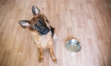 Best Dog Food for German Shepherds | German Shepherd Country