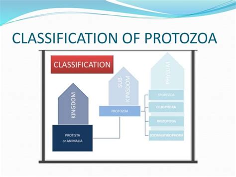 General characteristics of protozoa