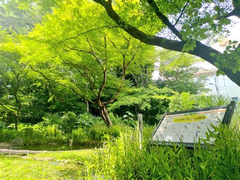 倉居純名 Jyunna Kurai On Twitter 下落合の野鳥公園に行ってきた｡ Fxm86iyhk2