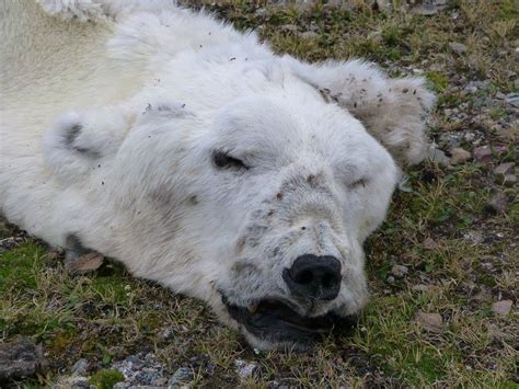 Svalbard: Dead Polar Bear at Texas Bar – Travel2Unlimited