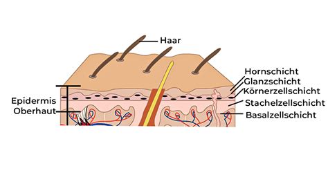 Alle Hautschichten Erkl Rt