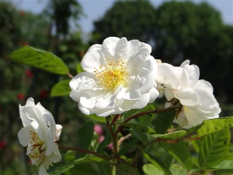 La roseraie du Val de Marne l Haÿ les Roses Rose commerc Flickr