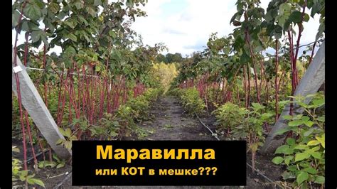 Малина Маравилла Описание Сорта Фото Отзывы Садоводов — Фото Картинки