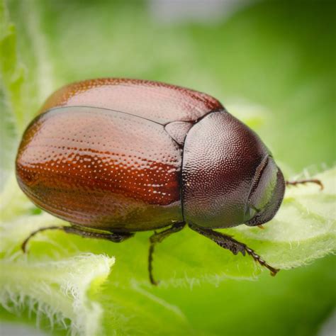 Are June Bugs Blind Top Amazing Facts About June Bugs The