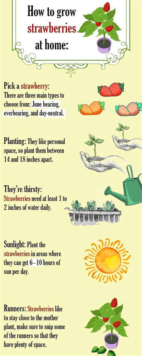 How To Grow Strawberries At Home