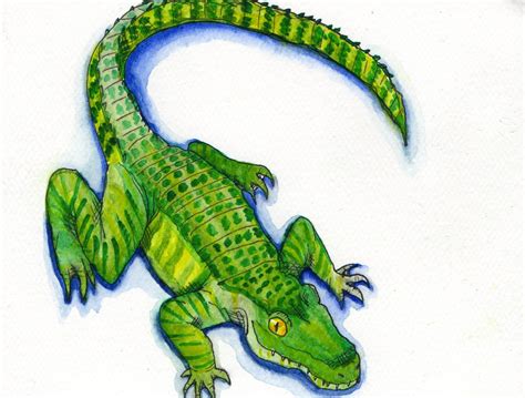 Watercolor Alligator at PaintingValley.com | Explore collection of ...