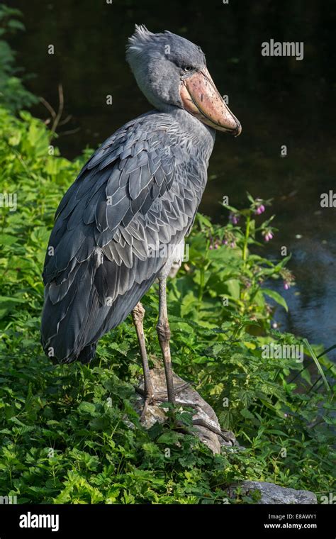 Shoebill Whalehead Shoe Billed Stork Balaeniceps Rex Native To