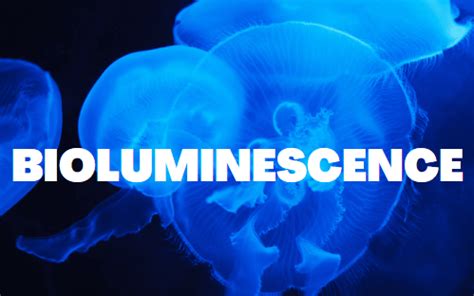 BIOLUMINESCENCE IN ANIMALS | ZOOLOGYTALKS | 2024