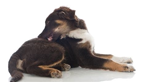 Staph Infection In Dogs: Symptoms, Causes, And Treatments - DogTime