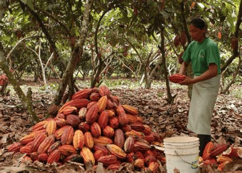 Precios Del Cacao Han Aumentado Pero Los Problemas Para El Sector