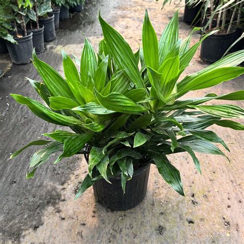 10″ Dracaena Green Jewel Bush The Kc Plant Factory