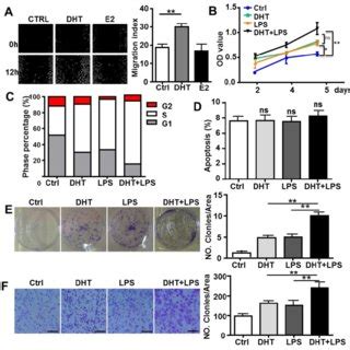 Ar Enhances Tlr Induced Hcc Proliferation Colony Formation And