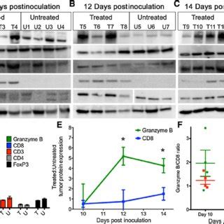 Quantitative Pet Imaging Of Granzyme B Following Cancer Immunotherapy