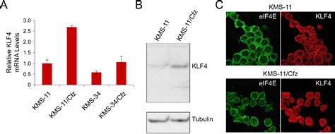 Figure 2 From Anatomy And Regenerative Biology Faculty Publications