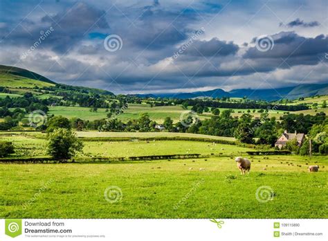 Carneiros Que Pastam No Pasto Verde No Lago District Inglaterra Foto