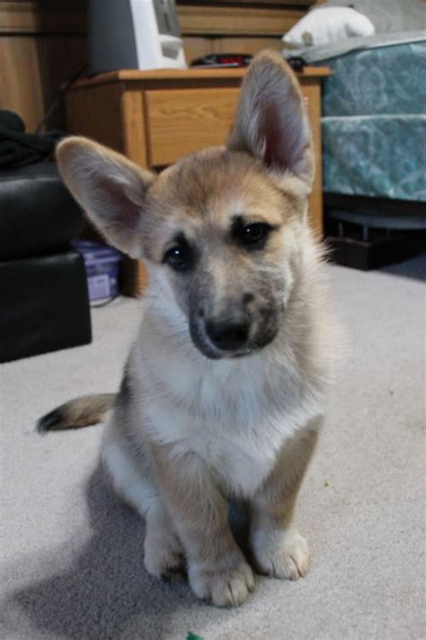 German Shepherd Mix Corgi - shepherd