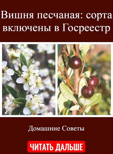 Сад и Дача