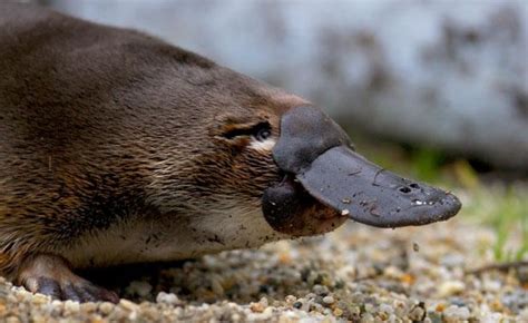 Platypus - Biological Adaptations