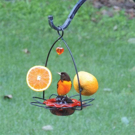 How to Select the Best Oriole Feeder for Your Backyard