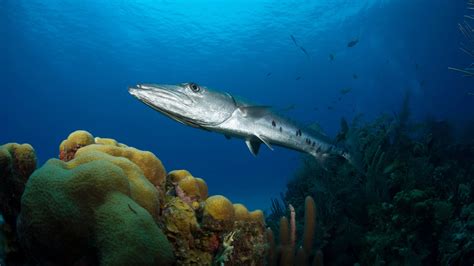 Barracuda Fish: Habitat, Diet, Life Cycle and Facts - FishOnTips