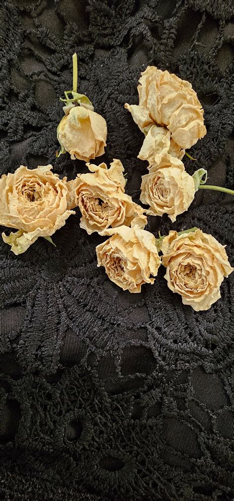 15 Pcs Dried White Roses Real Dry Roses Tiny Dried Flower Miniature