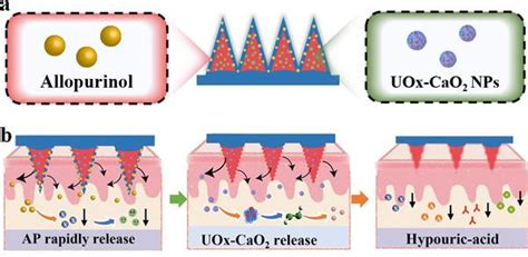 博士研究生王瑞等完成的研究论文被Journal of Materials Chemistry B录用 最新动态