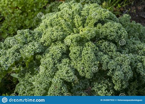 A Healthy Fresh Curly Kale Organically Grown Brassica Oleracea Var