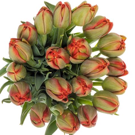 Tulpe Rot Doppel Edendale Triflor Gramm Tulpen Rotton Heyl