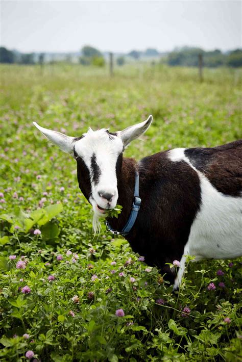 11 Popular Goat Breeds