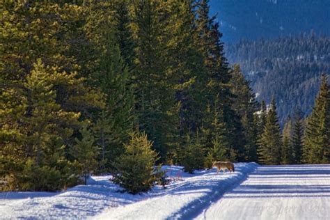 Jasper National Park Wildlife Safari