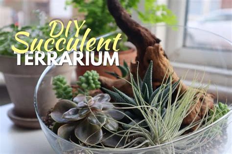 How To Make a Succulent Terrarium DIY (Tried & Tested)