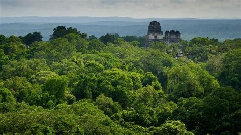 Tikal Kota Metropolis Super Kuno Maya Yang Ditinggalkan Bangsanya