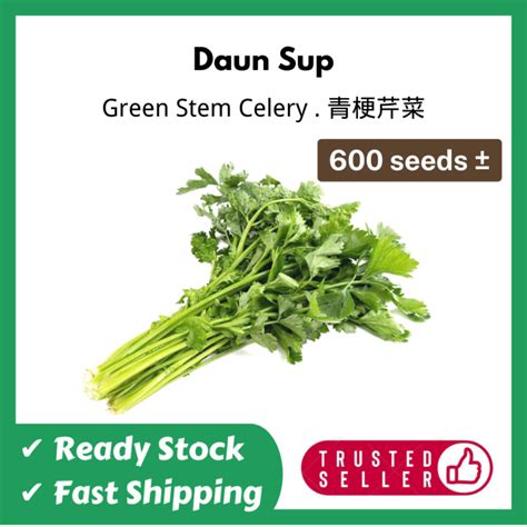 Vegetable Seeds Biji Benih Sayur Daun Sup Green Stem Celery