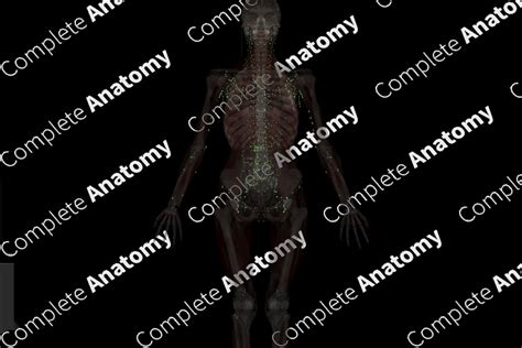 Lymph Nodes | Complete Anatomy