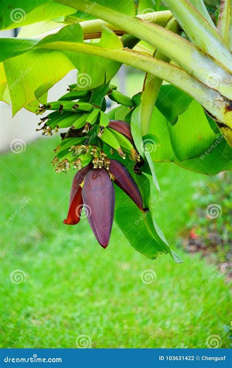 Banana tree and fruit stock photo. Image of food, evergreen - 103631422