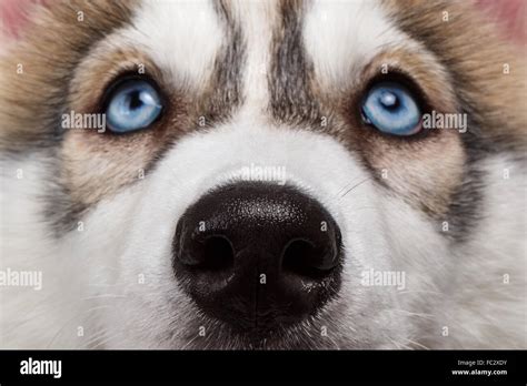 Closeup Blue Eyes Siberian Husky Puppy Stock Photo: 93492391 - Alamy