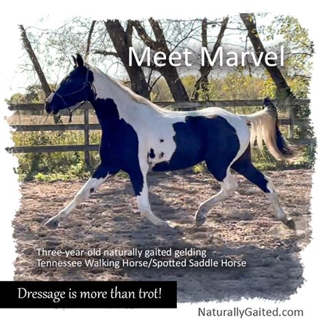 Smooth Gaited Horses Can Trot Too Naturally Gaited Horse