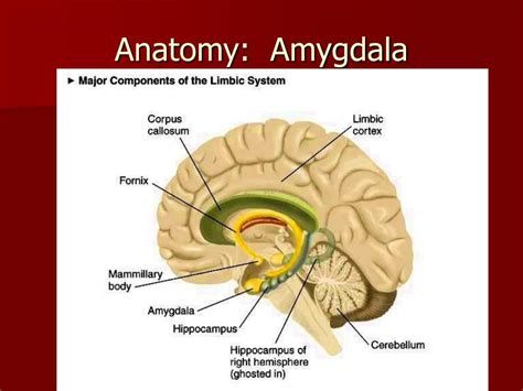 Ppt Neuropsychology In Adult Adolescent Sex Offenders Powerpoint Presentation Id